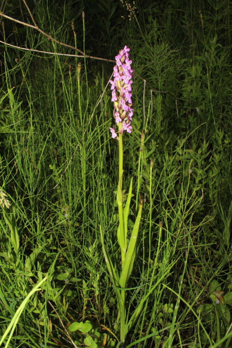 Orchidee in Val Graveglia (GE)